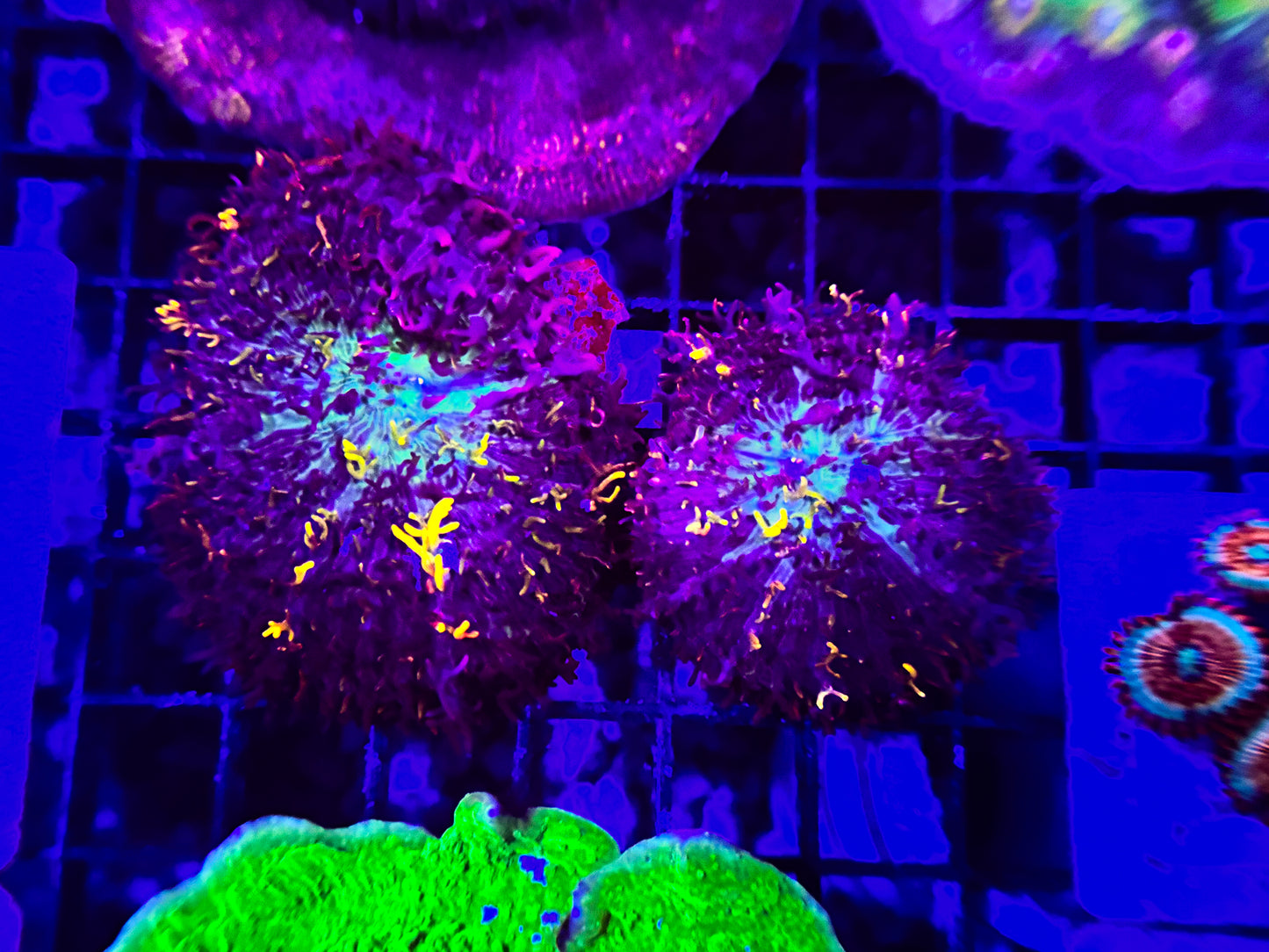 Cherry Corals - Magic Carpet Hairy Shroom