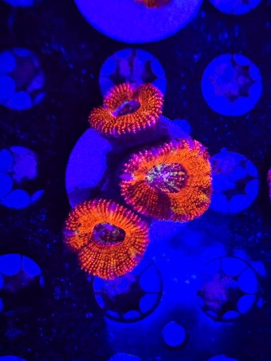 Rainbow Acan #1