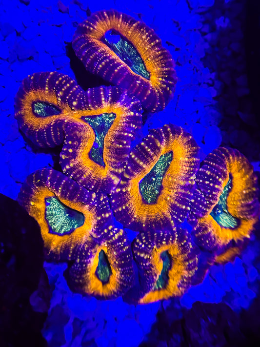 Super Ultra Lobo Colony