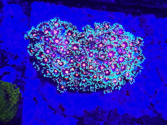 Ultra Goniopora Colony