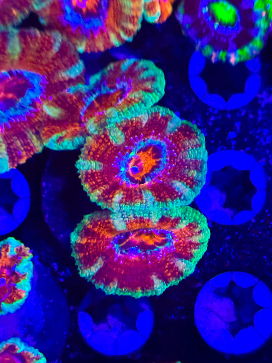 CKL Umbrella On Fire #2