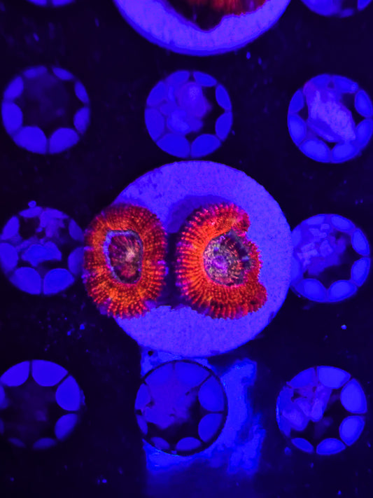 Rainbow Acan #2