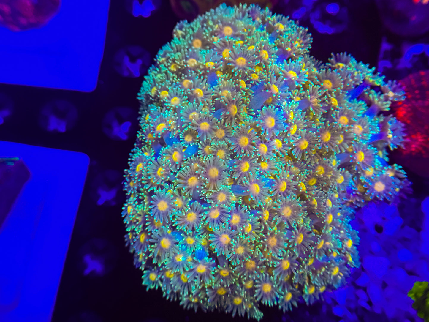 CKL Sunflower Goniopora (colony)