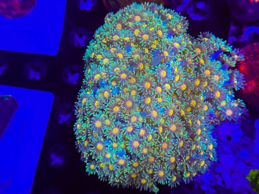 CKL Sunflower Goniopora (colony)