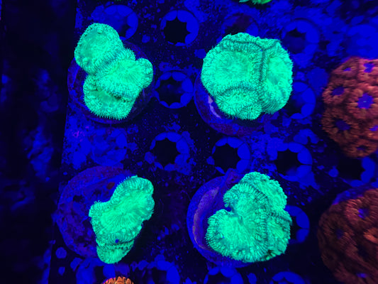 CKL “Icee” Blasto