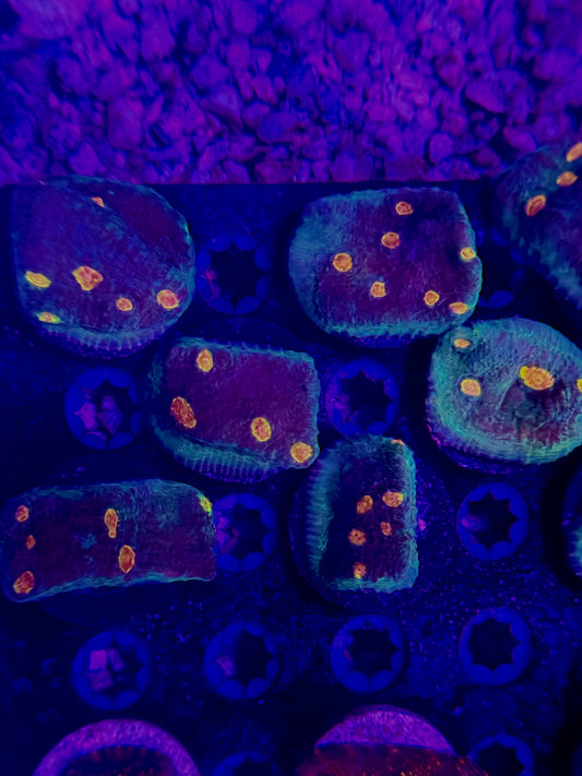 Miami Hurricane Chalice Frag