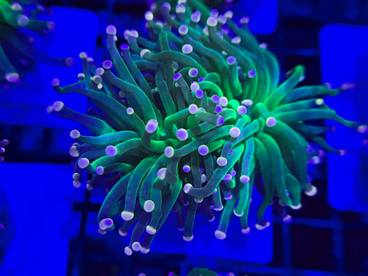 Cotton Candy Torch #1