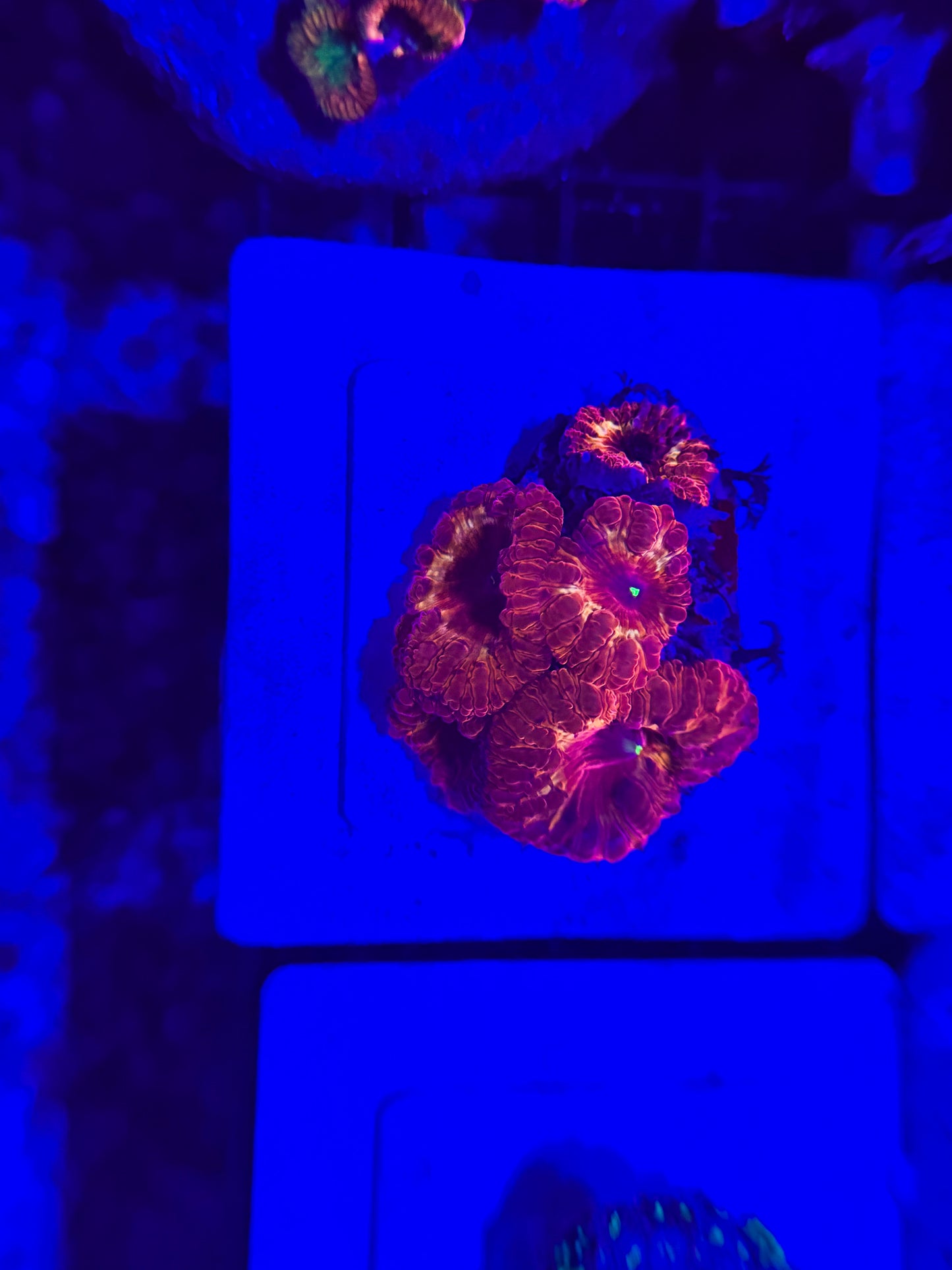 Insane Blasto colony