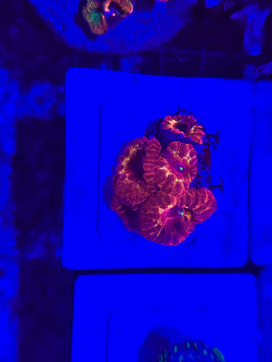 Insane Blasto colony