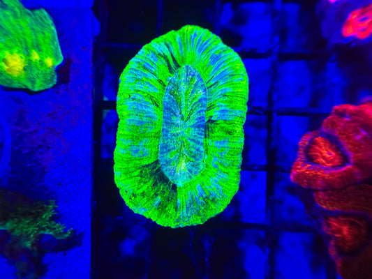 Neon Green Trachyphyllia