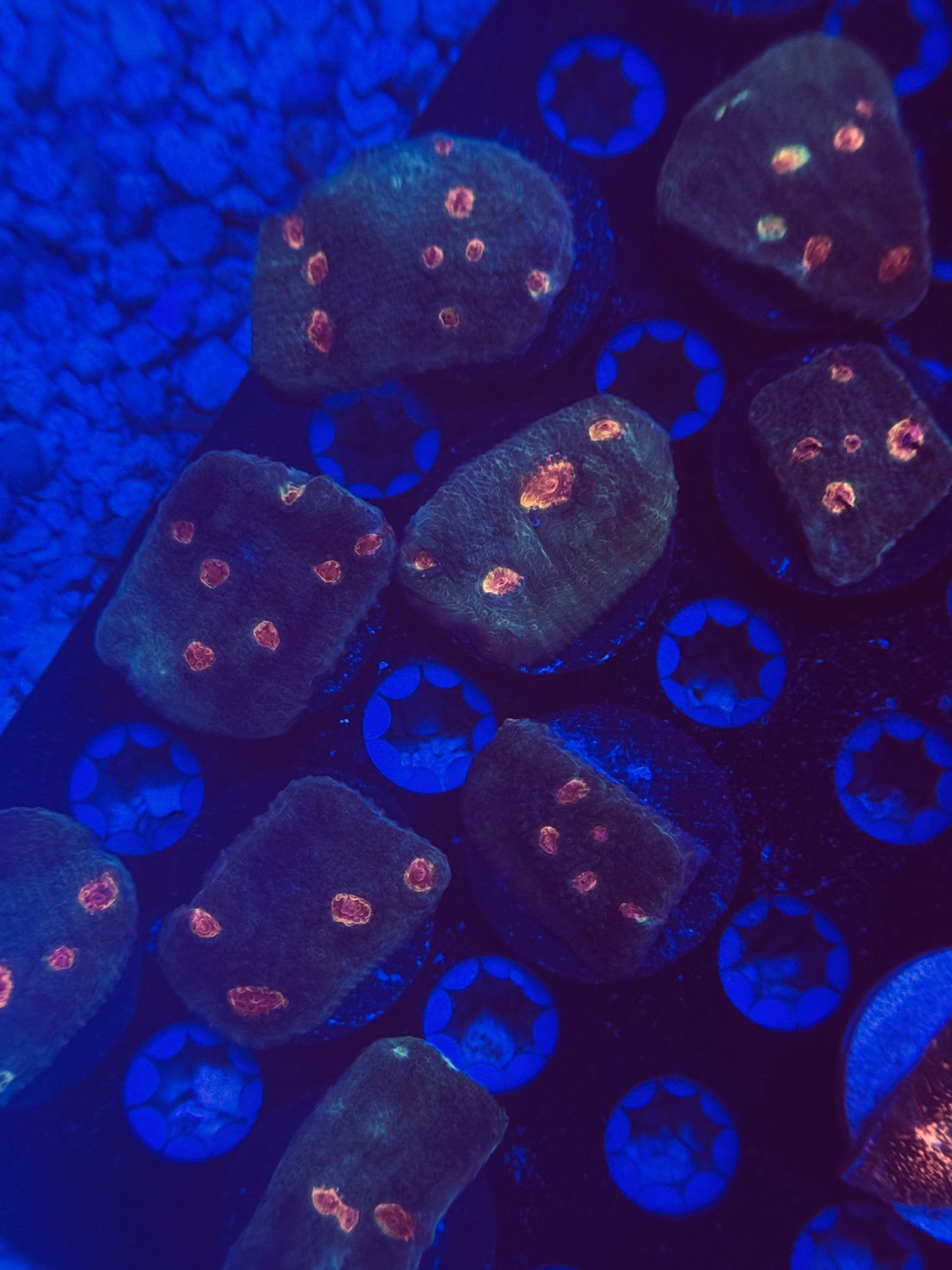 Miami Hurricane Chalice Frag