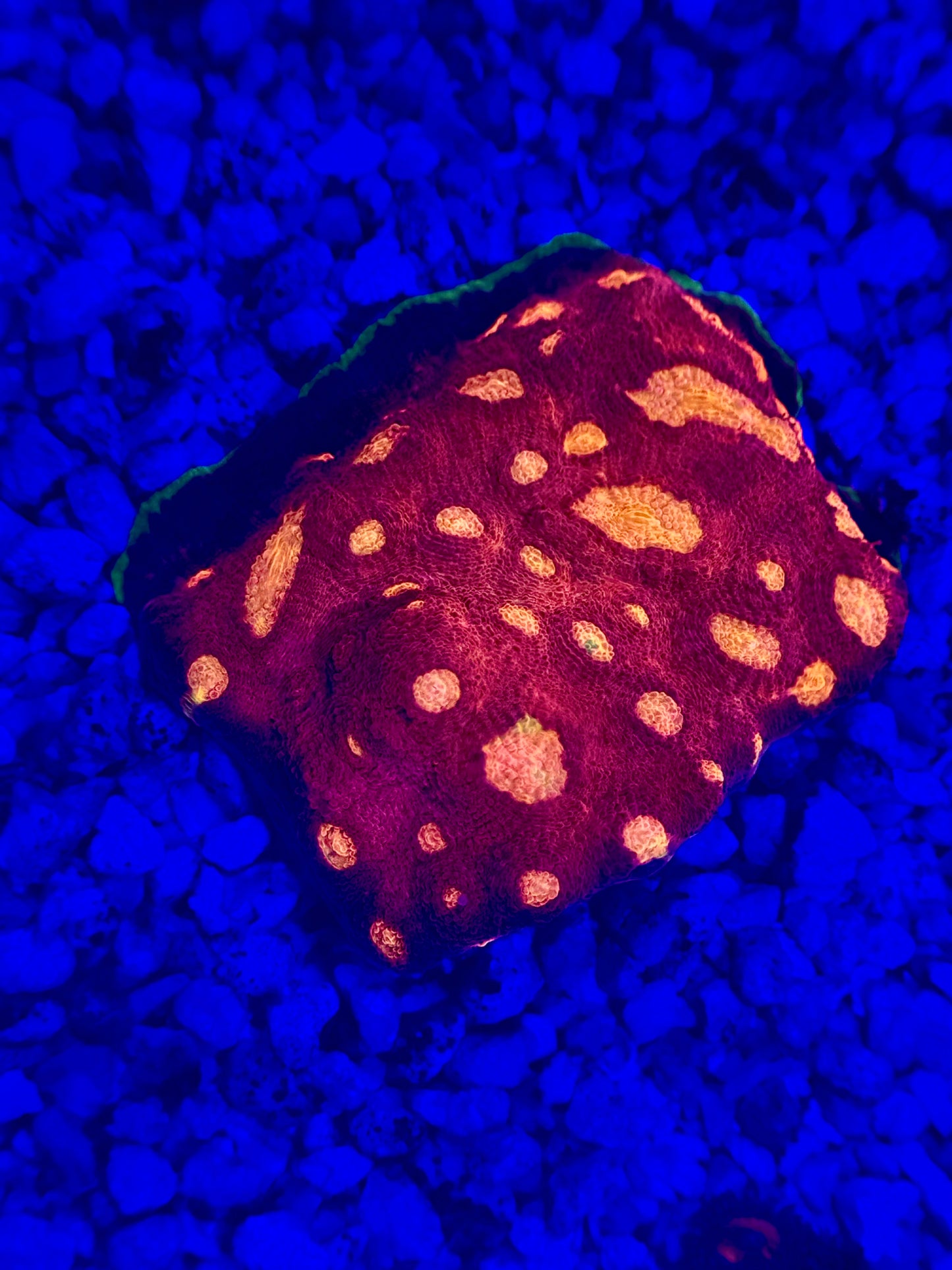 JF Crazy Fox Chalice Frag