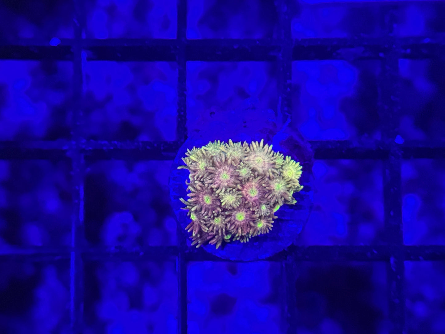CKL presents Pink Lemonade Goniopora (frag #1) WYSIWYG